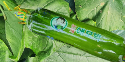 농산물, 애호박 포장재
